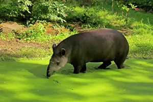 Tapir: Lowland tapir (Tapirus terrestris), adult, foraging