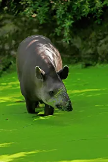 Tapir: Lowland tapir (Tapirus terrestris), adult, foraging