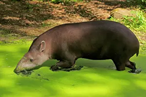 Tapir: Lowland tapir (Tapirus terrestris), adult, foraging