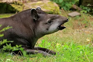 Sense: Lowland tapir (Tapirus terrestris), adult, portrait