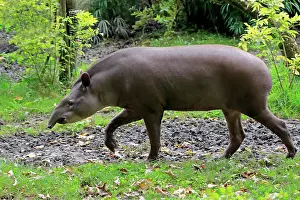 Tapir: Lowland tapir (Tapirus terrestris), adult, foraging
