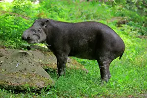 Tapir: Lowland tapir (Tapirus terrestris), adult, foraging