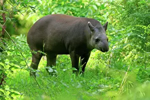 Tapir: Lowland tapir (Tapirus terrestris), adult, foraging