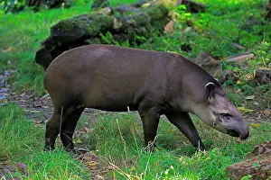 Tapir: Lowland tapir (Tapirus terrestris), adult, foraging