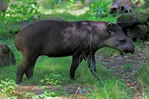 Tapir: Lowland tapir (Tapirus terrestris), adult, foraging