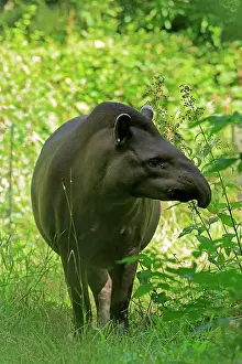 Tapir: Lowland tapir (Tapirus terrestris), adult, foraging