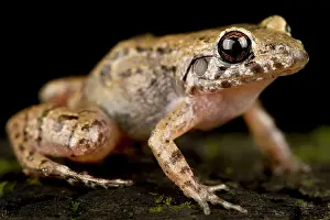Bolivia: Lowland tropical bullfrog (Adenomera andreae), o
