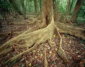 Buttress: Lowland tropical rainforest with buttress tree roots