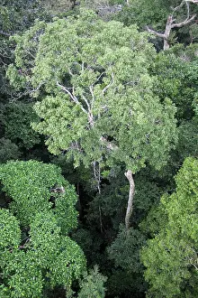 Tambopata: Lowland tropical rainforest canopy as seen from a canopy tow
