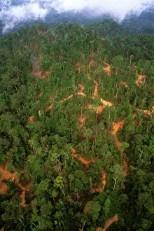 Access: Lowland tropical rainforest traditionally logged