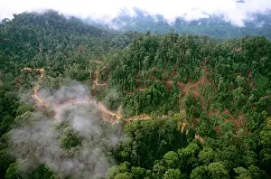 Access: Lowland tropical rainforest traditionally logged