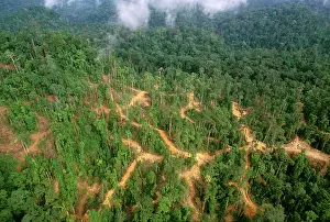 Access: Lowland tropical rainforest traditionally logged
