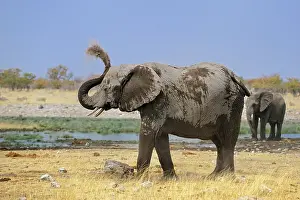 Deworm: Loxodonta africana Loxodonta