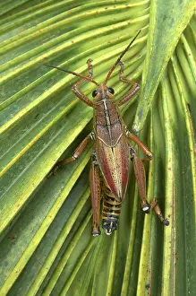 Reticulatus: Lubber Grasshopper