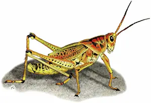 Guttata: Lubber Grasshopper