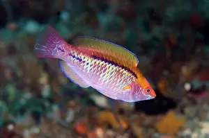 January: Lubbock's Fairy-Wrasse