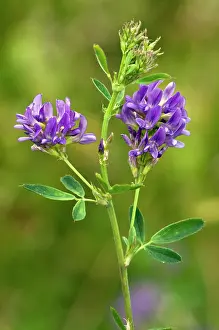 Fixation: Lucerne / alfalfa / alphalpha