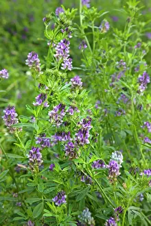 Lucerne: Lucerne / Alfalfa flowers