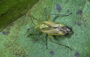 Micrograph: Lucerne bug