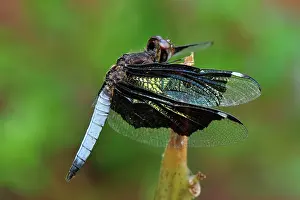 Lucia: Lucia Widow dragonfly