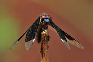 Lucia: Lucia Widow dragonfly