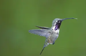 Lucifer: Lucifer Hummingbird