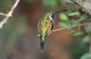 Lucifer: Lucifer Hummingbird (Calothorax lucifer)