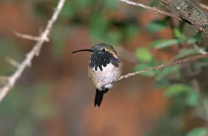 Lucifer: Lucifer Hummingbird (Calothorax lucifer)
