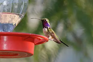 Lucifer: Lucifer Hummingbird - at feeder in Sierra Vista