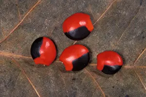 Lucky: Lucky Bean Seeds