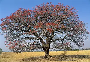Lucky: Lucky-bean Tree - Flowering