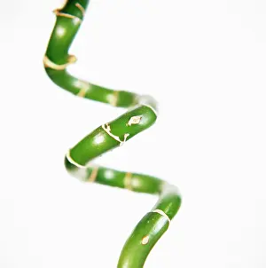 Comedy: Luckybamboo