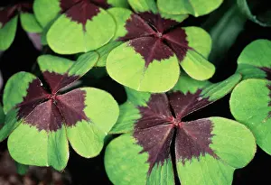 Oxalis: Luckyclover
