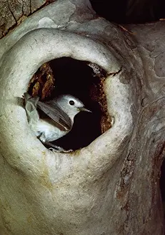 Bonnie Weisser: LucyIs Warbler - at nest