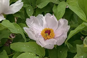Paeonia: Ludlow's tree peony, Paeonia ludlowii, pale pink