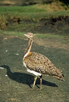 Ludwig: Ludwig's Bustard