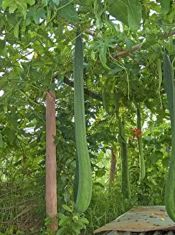 Trellis: Luffas growing