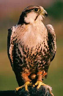 Falconry: Lugger / Lagger Falcon