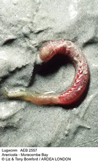 Arenicola: Lugworm