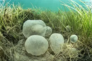 Beds: Lugworm (Arenicola marina) in the Balistra pond