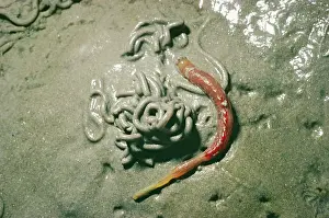 Casts: LUGWORM & CAST - food for wading birds and used