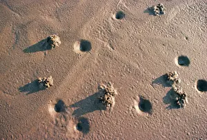 Casts: Lugworm - casts