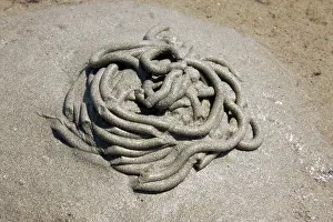 Casts: Lugworm - casts on a beach