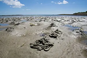 Casts: Lugworm - casts on a beach