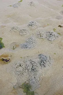 Annelid: Lugworm casts on sandy beach