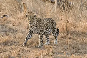 Afrika: luipaard
