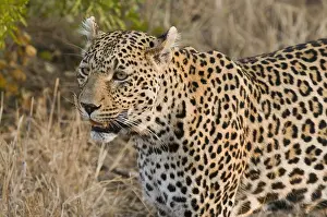 Afrika: luipaard