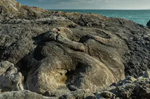 Algae: Lulworth Fossil forest, on the Jurassic coast of