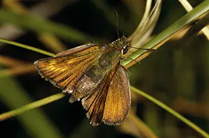 Skippers: Lulworth Skipper Butterfly