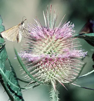 Proboscis: Lulworth Skipper Butterfly - On teasel, proboscis extended